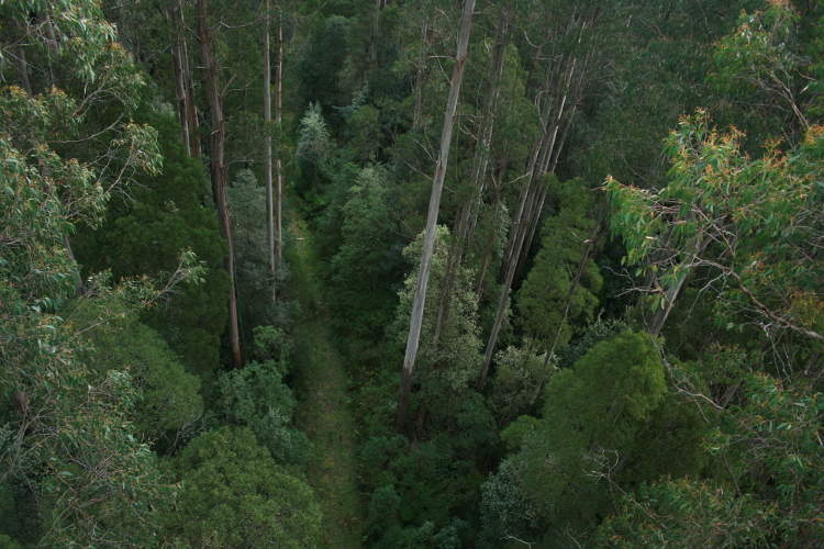 Эвкалиптовый лес