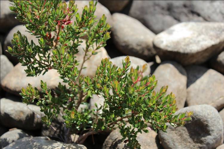 Растения Тасмании