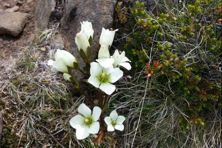 Цветущие растения Тасмании