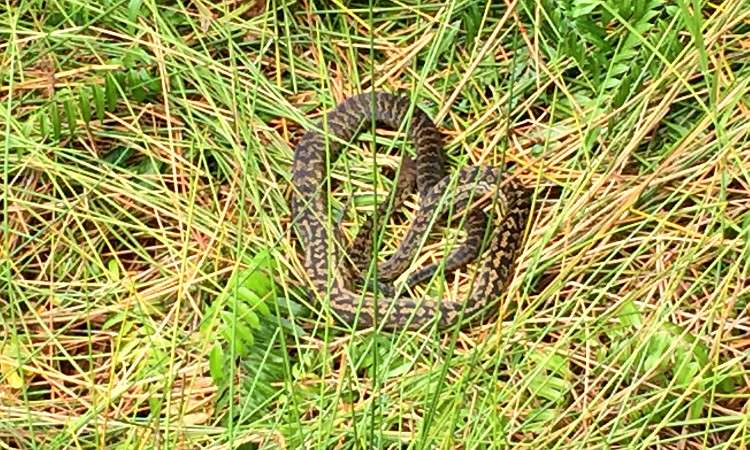 Змеи в Австралии