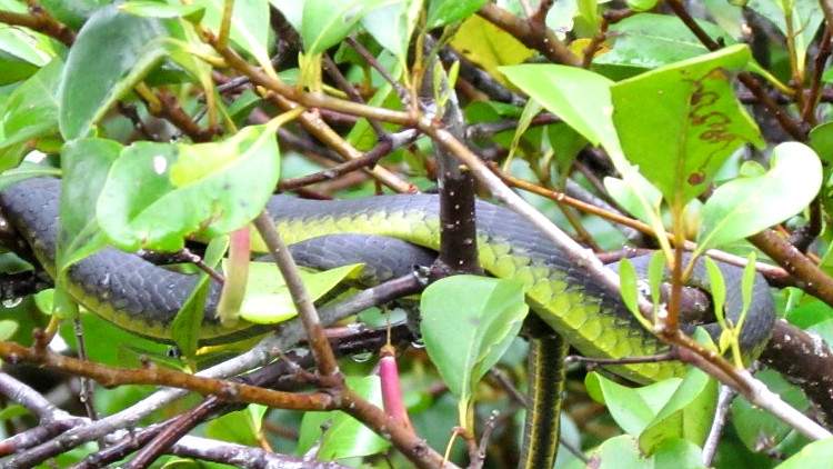 Змеи влажных лесов Австралии