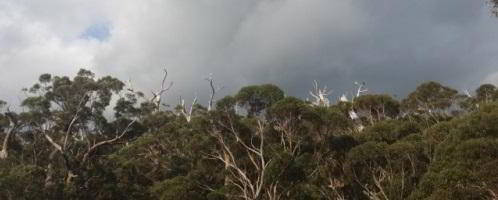 Долина гигантов Тинглс