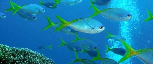 Круиз на Барьерный Риф