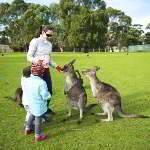 Ручные кенгуру