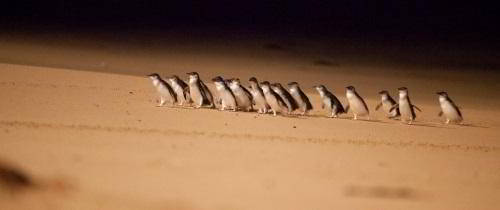 Парад Пингвинов