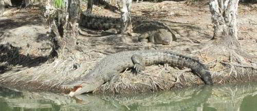 Тропический лес и крокодиловая ферма