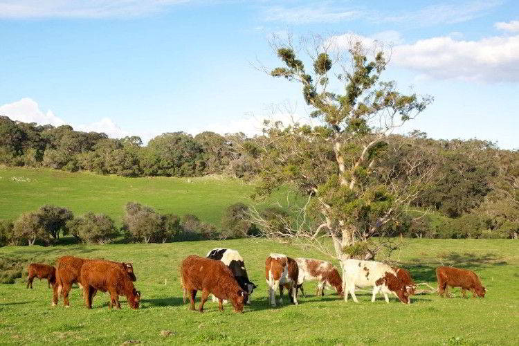 Выпас мраморных бычков в Австралии