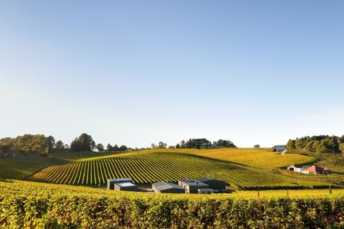 Долина виноделия Баросса