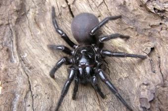 https://rusgid.au/wp-content/uploads/2015/12/funnel-web-spider-wpcf_340x226.jpg
