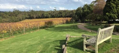 Виноградник на Монингтон