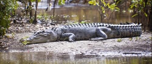 Обзорная экскурсия по Дарвину