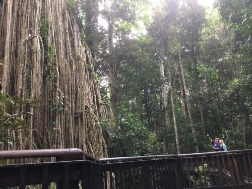 Экскурсия на плато Атертон