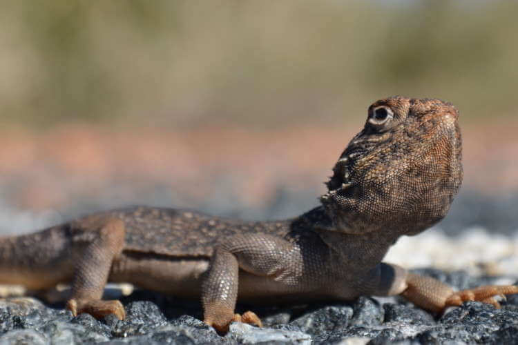 Ящерицы Австралии
