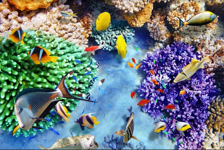 Большой Барьерный риф