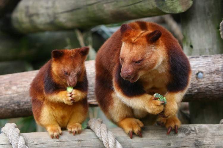 Горные кенгуру