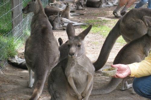 Кенгуру в зоопарке