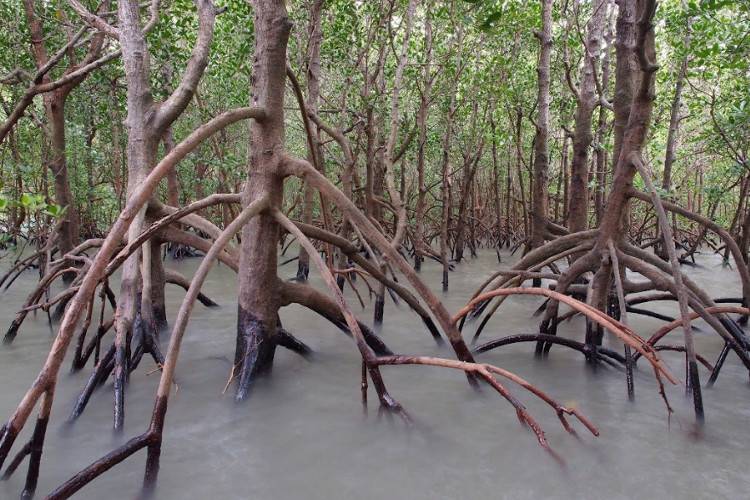 Мангровые заросли в парке Какаду Австралия