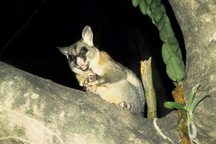 Поссумовые (кускусовые) сумчатые Австралии