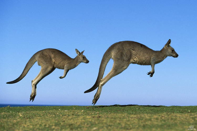 Кенгуру прыгает