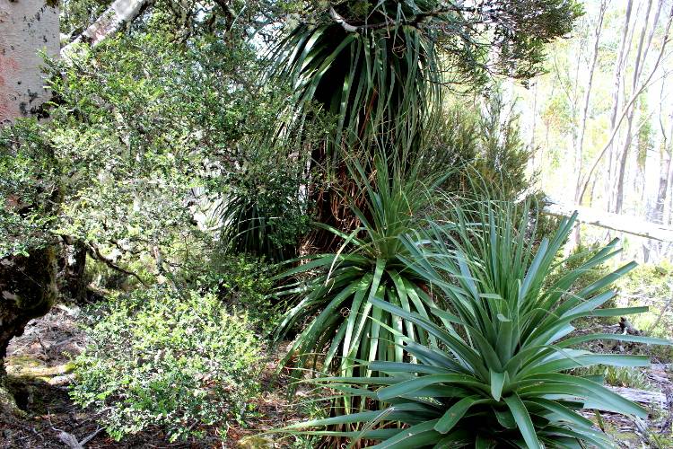 Растения на Тасмании