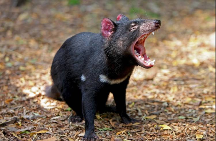 Тасманийский дьявол