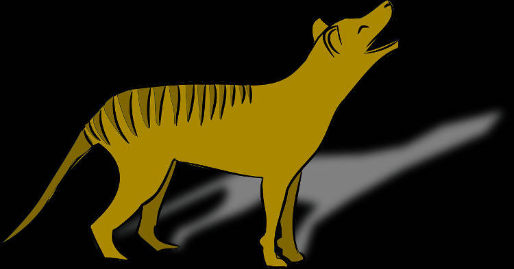 Сумчатый волк Тилацин