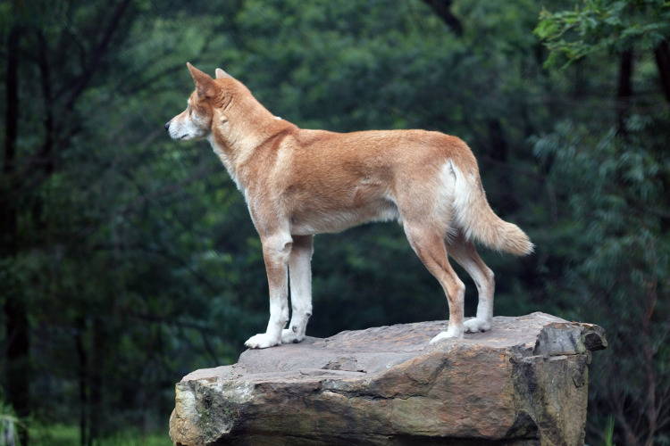 Дикая собака Динго