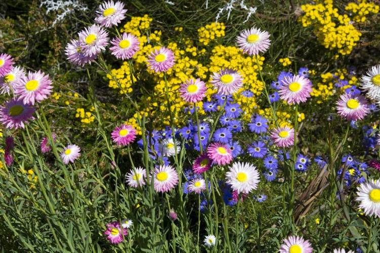 Цветочные поля в пригородах Перта Австралия
