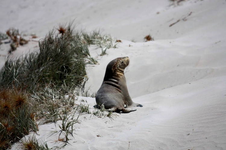 Морские котики на острове Кенгуру Австралия