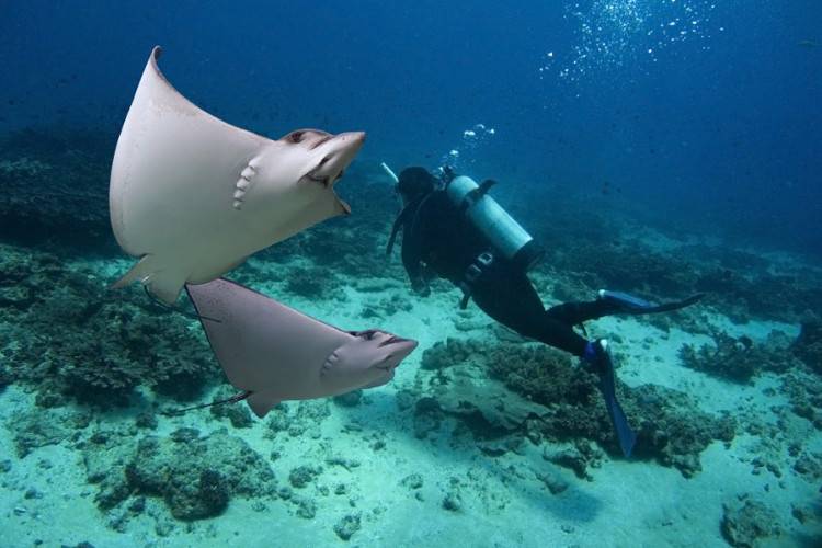 Дайвинг на островах Австралии