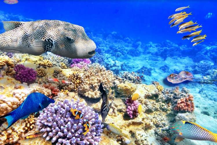 Коралловый риф у берегов Австралии