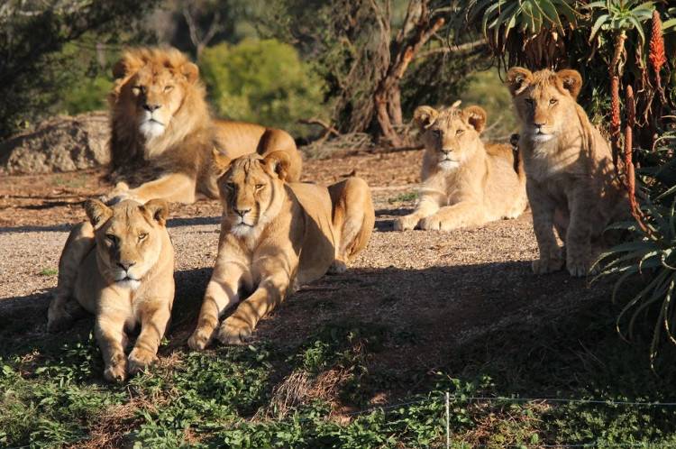 Львы в зоопарке Канберры Австралия