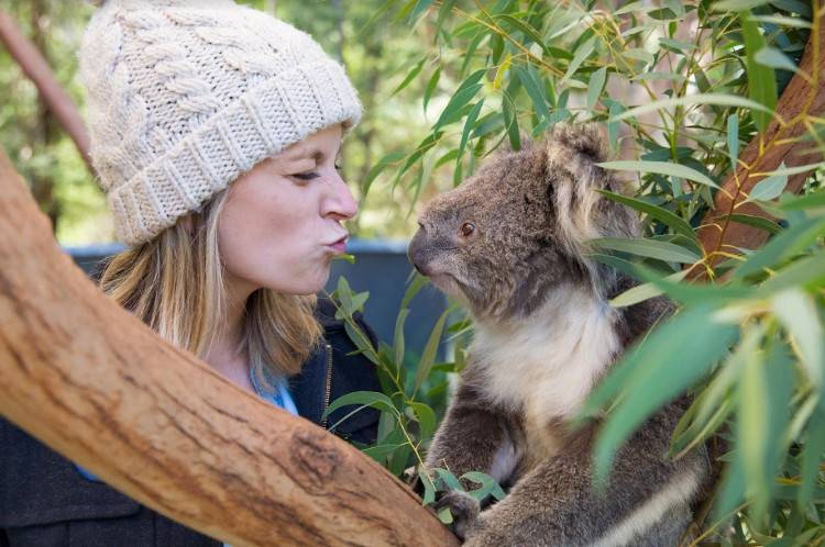 Сфотографироваться с коалой