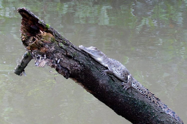 Австралийский узкорылый крокодил