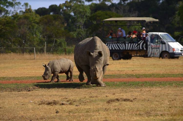 В зоопарке Австралии