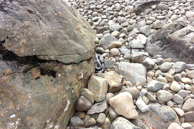 Змеи Австралии