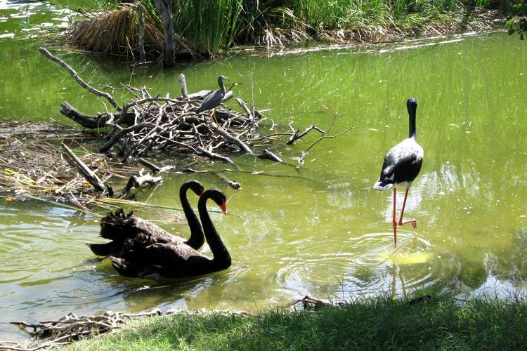Тропический мир в парке Дейнтри