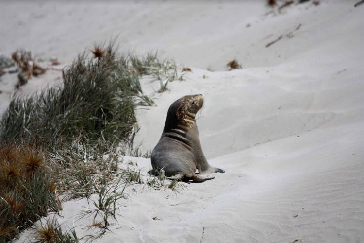 Морской котик в Южной Австралии