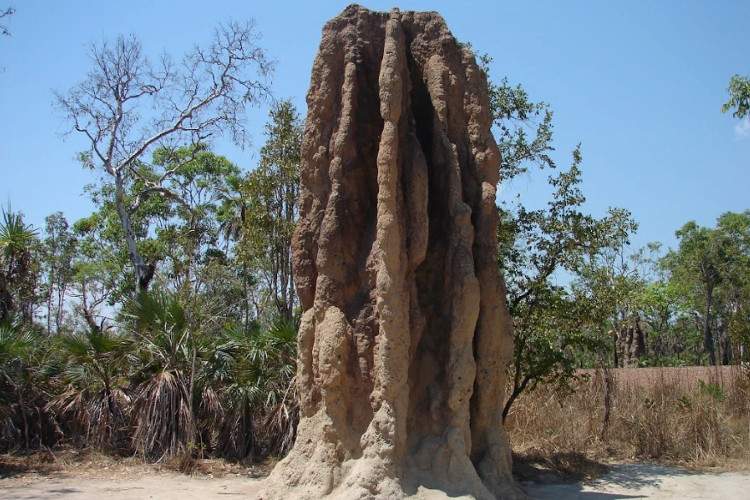 Термитник в парке Литчфилд