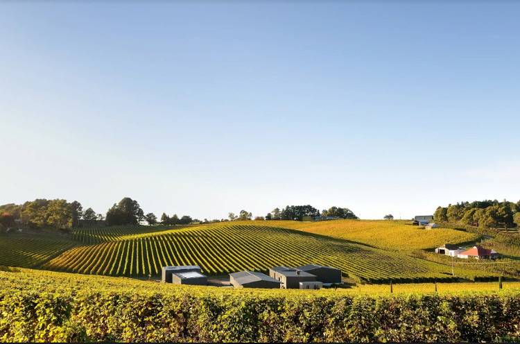 Виноградники Южной Австралии