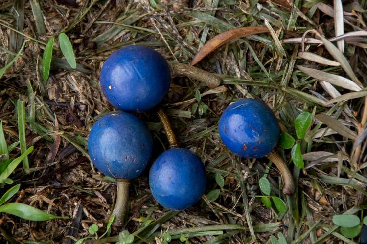 голубой квандонг Австралия