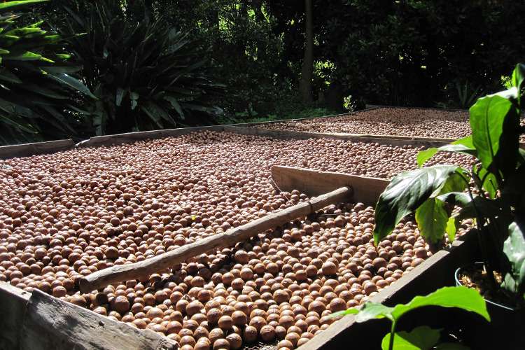 Сбор орехов макадамия в Австралии