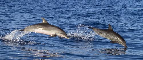 Нельсон бей — круиз к дельфинам, катание с дюн, вино и устрицы