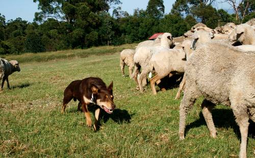 Овцеводческая ферма Тобрук