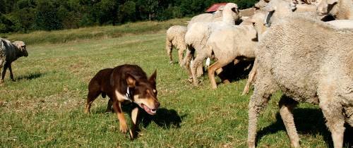 Овцеводческая ферма Тобрук