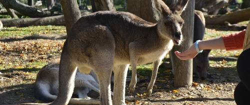 Посещение главного зоопарка Австралии