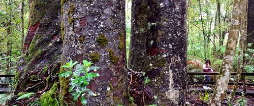 Экскурсия к древним гигантам Каури