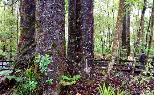 Древние гиганты Каури