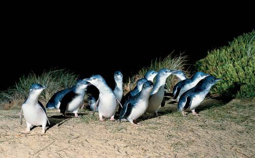 Парад пингвинов. Групповая экскурсия