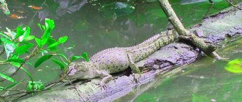 Прогулка в тропическом лесу и круиз по реке Дейнтри